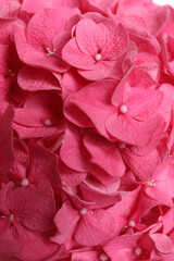 Beautiful pink hortensia flowers as background, closeup