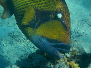 Riesen-Drückerfisch oderTitan-Drückerfisch / Titan triggerfish or Giant triggerfish / Balistoides viridescens.