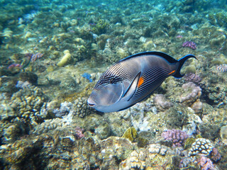 Obraz premium Arabischer Doktorfisch oder Sohaldoktorfisch / Sohal surgeonfish / Acanthurus sohal