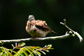 Ruddy Ground Dove, Columbina talpacoti, perching on a branch preening in the rainforest with a black background.