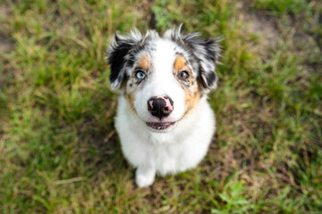 An Australian Shepherd is sitting on the green grass with its mouth closed, focus is on the nose.