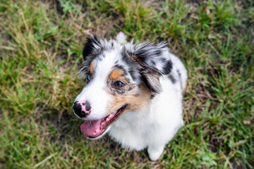 An Australian Shepherd is sitting on the green grass with an open mouth, focus is on the eye