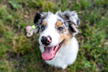 An Australian Shepherd is sitting on the green grass with an open mouth, focus is on the nose.