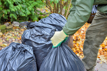 Garden worker gloved hands and black plastic bags with collected leaves while cleaning the yard