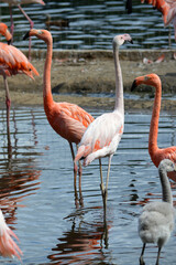 Pink flamingos by the water