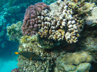 Gelbschwanz-Drückerfisch oder Orangenstreifen-Drückerfisch / Orange-lined triggerfish / Balistapus undulatus.