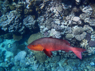 Kupferschnapper oder Doppelfleck-Schnapper / Two-spot red snapper or Twinspot Snapper / Lutjanus bohar.