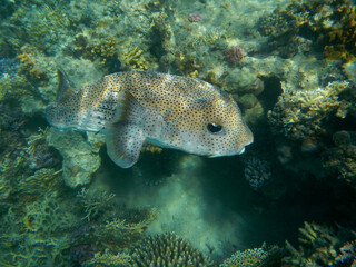 Gepunkteter Igelfisch / Spotted Porcupinefish / Diodon hystrix