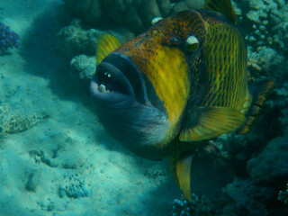 Riesen-Drückerfisch oderTitan-Drückerfisch / Titan triggerfish or Giant triggerfish / Balistoides viridescens.