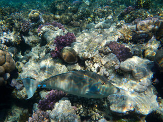 Blauklingen-Nasendoktorfisch oder Kurznasen-Doktorfisch./ Bluespine unicornfish or Short-nose unicornfish / Naso unicornis.