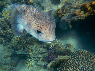 Gepunkteter Igelfisch / Spotted Porcupinefish / Diodon hystrix