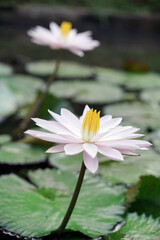 fresh white lotus with yellow pistil on natural pool with green leaves