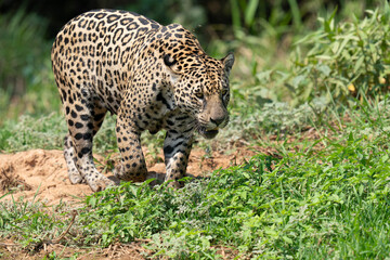 Jaguar (Panthera onca)