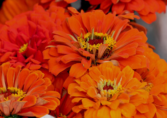 orange chrysanthemum flower