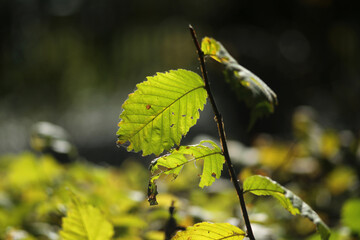 Autumn leaf in the bright rays of the autumn sun.