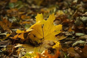 A large maple leaf among many autumn foliage on the ground in the forest.
