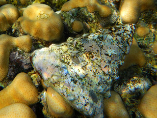 Tectus dentatus / Toothed top shell / Tectus dentatus