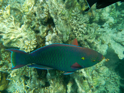 Schwarzer Papageifisch / Dusky parrotfish / Scarus niger