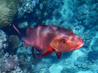 Kupferschnapper oder Doppelfleck-Schnapper / Two-spot red snapper or Twinspot Snapper / Lutjanus bohar.