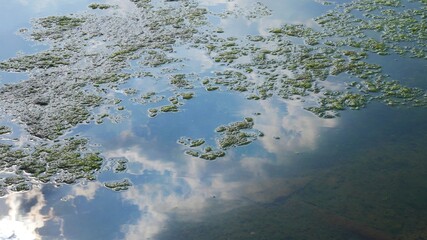 green algae on the swampy water surface of the riverbed