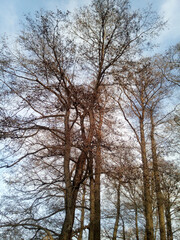 Relict leafless alder trees with beautifully curved branches against a blue sky with white clouds. Winter Russian landscape, vertical photo wallpaper.