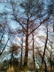 Unusually beautiful sunlit alder grove against the backdrop of a sunny blue sky with white clouds. Vertical photography, mural paper. Winter Russian landscape, coastal zone.