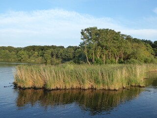The banks of the Mueritz in the Mueritz National Park, Mecklenburg-Western Pomerania, Germany are lined with forest and reeds over long stretches