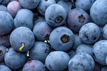 A lot of harvested blueberry fruits