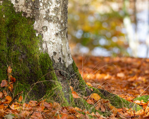 Close up photography of a birch trunk with green moss, taken in autumn forest. The ground is covered with withered leaves. Blurred background, copy space and place for text.