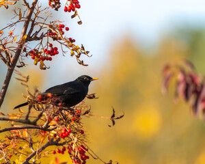 Common blackbird (Turdus merula) male sits on a branch. Photography with shallow depth of field and...
