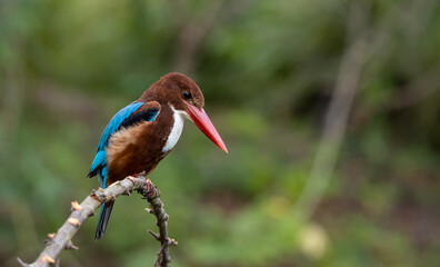 White Throated Kingfisher close-up shot of a bird on a branch.