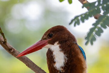 White Throated Kingfisher close-up shot of a bird on a branch.