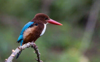 White Throated Kingfisher close-up shot of a bird on a branch.