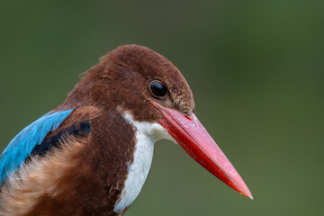 White Throated Kingfisher close-up shot of a bird on a branch.