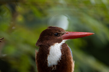 White Throated Kingfisher close-up shot of a bird on a branch.