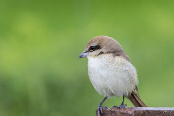 Brown-Shrike close-up shot of a bird.