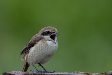 Brown-Shrike close-up shot of a bird.