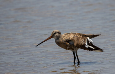 Eastern Black-tailed Godwit close-up while the bird is standing in the water.