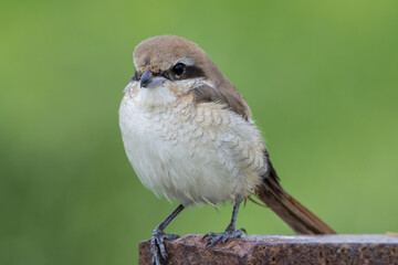 Brown-Shrike close-up shot of a bird.