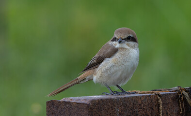 Brown-Shrike close-up shot of a bird.