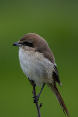 Brown-Shrike close-up shot of a bird.