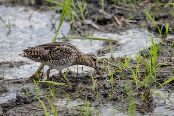 Pintail Snipe close-up while the bird stands on the ground