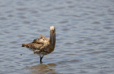 Eastern Black-tailed Godwit close-up while the bird is standing in the water.