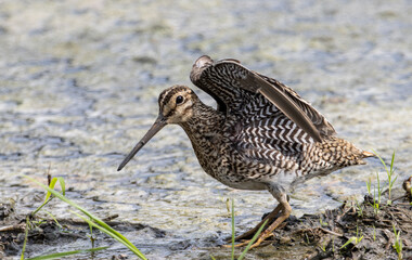 Pintail Snipe close-up while the bird stands on the ground