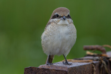 Brown-Shrike close-up shot of a bird.