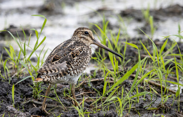 Pintail Snipe close-up while the bird stands on the ground