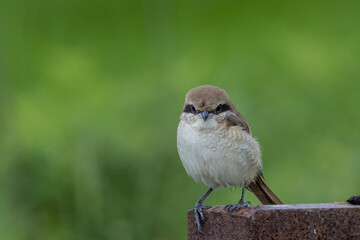 Brown-Shrike close-up shot of a bird.
