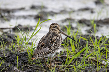 Pintail Snipe close-up while the bird stands on the ground