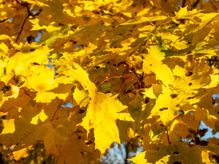 Golden autumn. Maple tree with yellow leaves. Close-up. Kolomenskoye Museum-Reserve, Moscow, Russia.