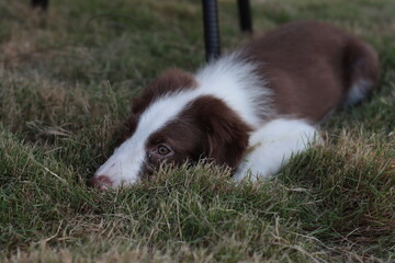 border collie puppy